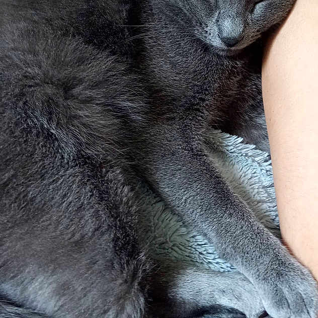 Baloo