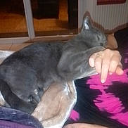 Baloo participe au concours pour gagner de l'argent avec cette photo : arm, blanket, casual, cat, cozy, curtain, domestic_animal, floral_pattern, gray_cat, hand, indoor, night, person, pet, purple_blanket, relaxation, resting, sleeping, tattoo, window