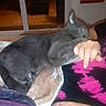 arm, blanket, casual, cat, cozy, curtain, domestic_animal, floral_pattern, gray_cat, hand, indoor, night, person, pet, purple_blanket, relaxation, resting, sleeping, tattoo, window