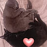 animal, black_cat, blanket, cat, cats, cozy, cute, feline, fur, gray_cat, heart_emoji, indoor, pets, resting, sleep, sleeping, snuggling, soft_texture, text_overlay, two_animals