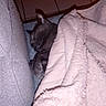 Baloo participe au concours pour gagner de l'argent avec cette photo : blanket, cat, comfort, couch, covered, cozy, domestic_cat, feline, fur, gray_cat, home, indoor, nap, pet, quiet, relaxing, resting, sleeping, snug, tile_floor