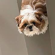 Baïko a rejoint le concours — aidez-le/la à gagner de superbes lots ! dog, puppy, small_dog, fluffy, long_hair, white_and_brown, shih_tzu, pet, animal, portrait, close_up, face, eyes, nose, doorway, indoors, hallway, peeking, fur, cute
