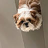 dog, puppy, small_dog, fluffy, long_hair, white_and_brown, shih_tzu, pet, animal, portrait, close_up, face, eyes, nose, doorway, indoors, hallway, peeking, fur, cute