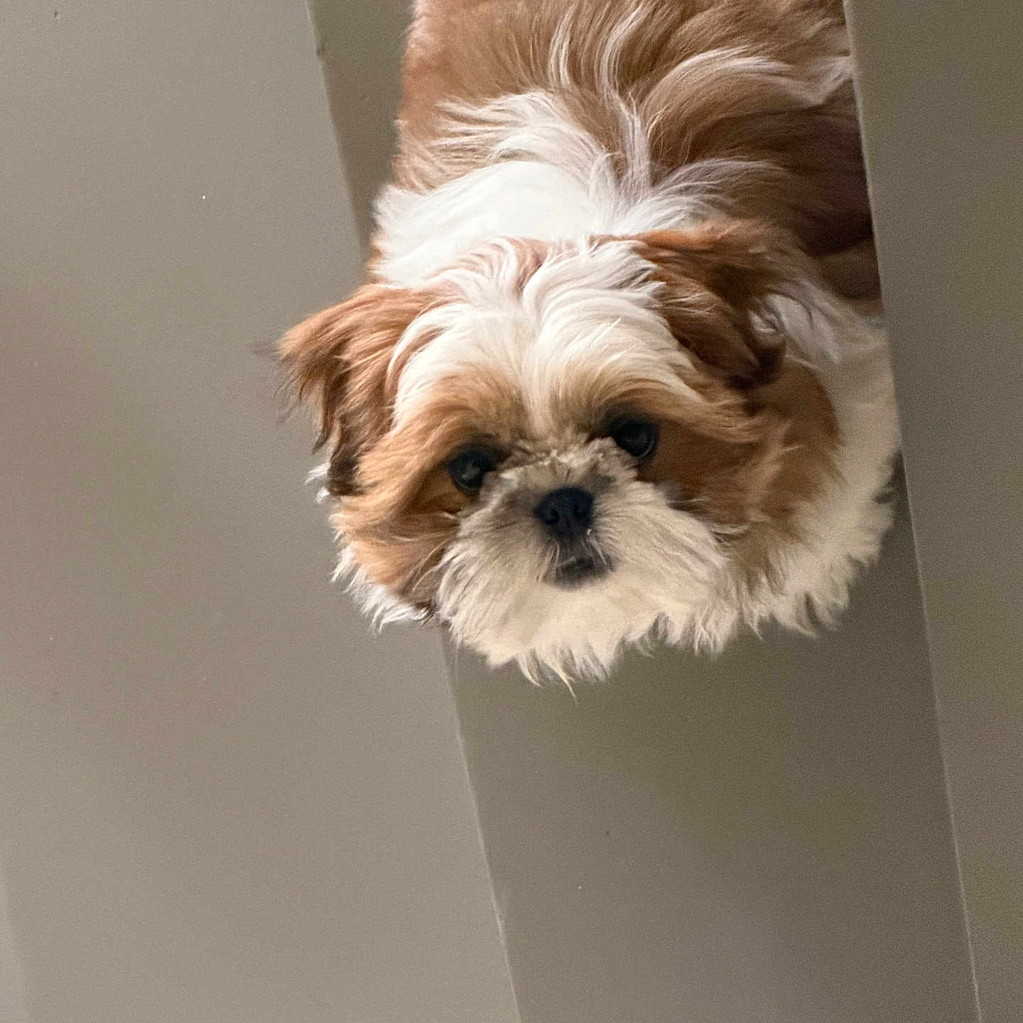 Baïko