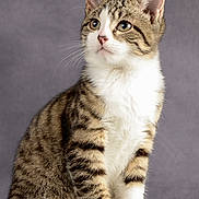 Minouche a rejoint le concours — aidez-le/la à gagner de superbes lots ! cat, kitten, tabby, white_chest, striped_fur, blue_eyes, ears, whiskers, pink_nose, sitting, portrait, studio, gray_background, animal, pet, feline, fluffy, alert, paws, photography