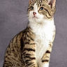cat, kitten, tabby, white_chest, striped_fur, blue_eyes, ears, whiskers, pink_nose, sitting, portrait, studio, gray_background, animal, pet, feline, fluffy, alert, paws, photography