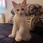 Arsouille a rejoint le concours — aidez-le/la à gagner de superbes lots ! kitten, cat, indoor, furniture, blanket, cozy, curious, white_fur, gray_markings, pet, young, cute, small, ears, eyes, paws, resting, window, light, soft_texture