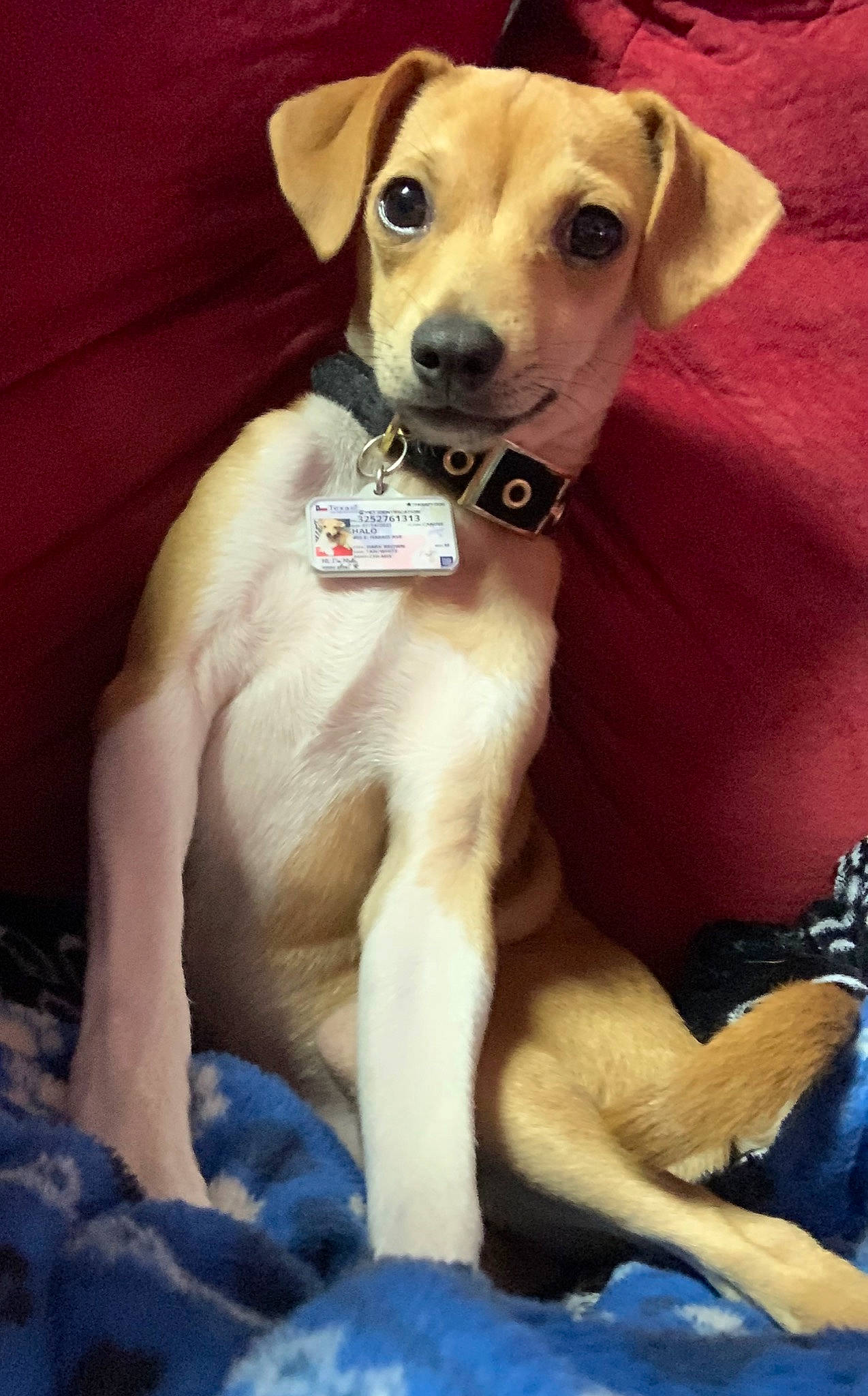 Halo is registered to the contest to win money with this photo: ancient_dog_breeds, camera, canidae, carnivore, collar, companion_dog, dog, dog_breed, dog_collar, dog_supply, fawn, fur, non_sporting_group, paw, pet_supply, snout, sporting_group, toy_dog, whiskers, working_animal