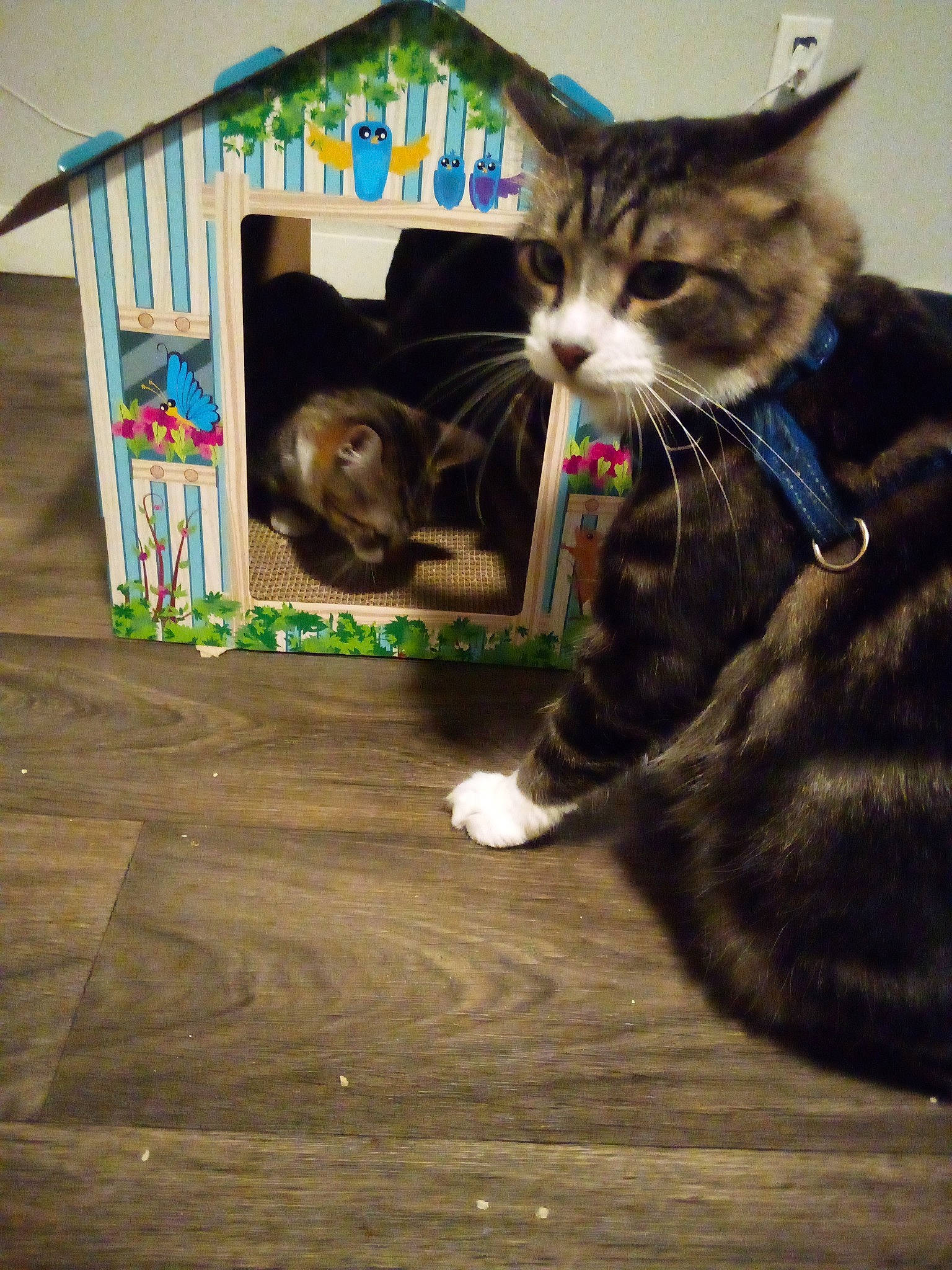 Tank joined the competition — help win amazing prizes! black_cat, carnivore, cat, claw, comfort, domestic_short_haired_cat, felidae, flooring, fur, hardwood, paw, sitting, small_to_medium_sized_cats, tail, whiskers, wood