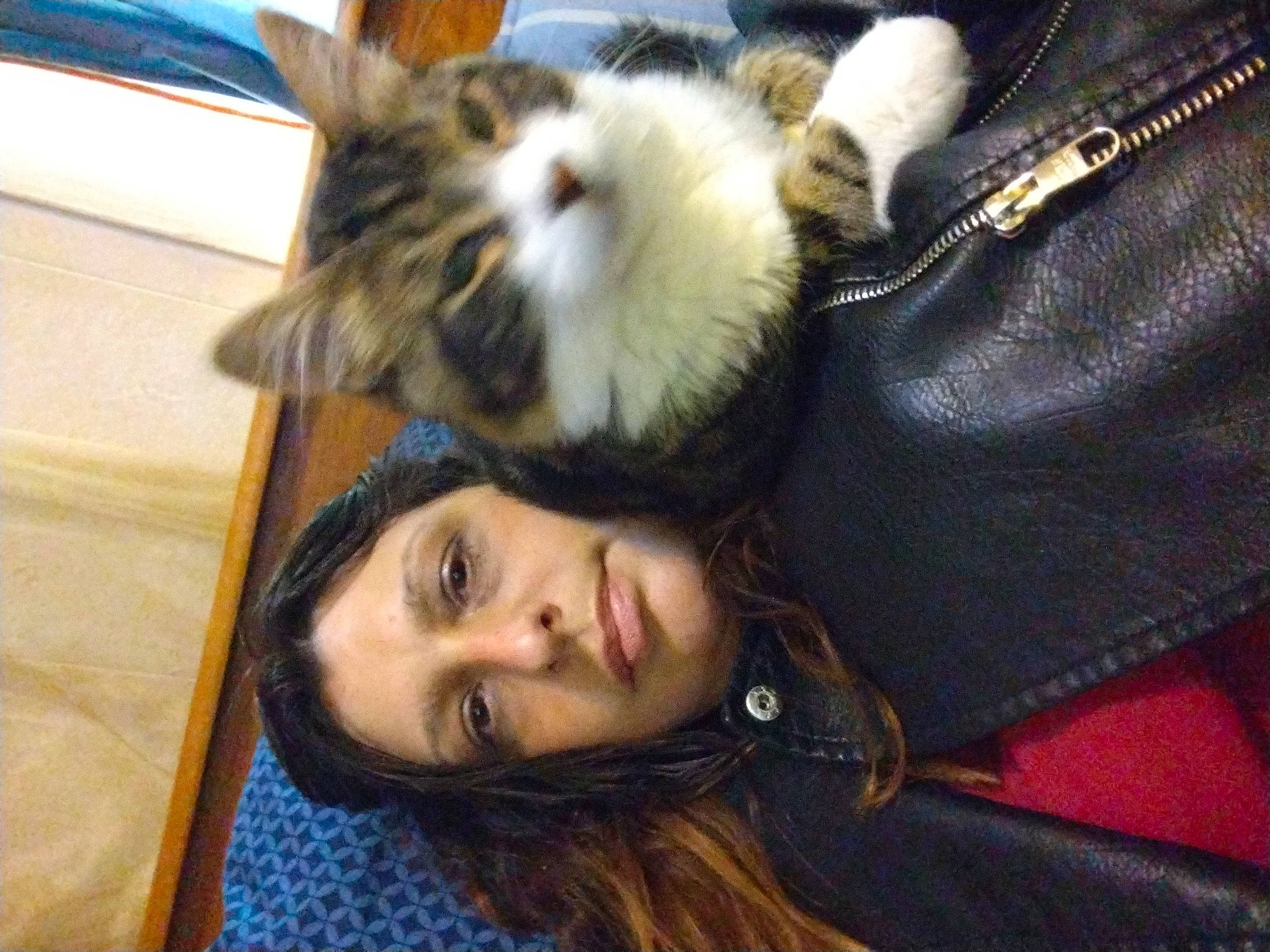 Tank is registered to the contest to win money with this photo: canidae, carnivore, cat, claw, comfort, companion_dog, couch, dog_breed, domestic_short_haired_cat, fawn, felidae, fur, gesture, nap, paw, small_to_medium_sized_cats, snout, tail, whiskers, wood