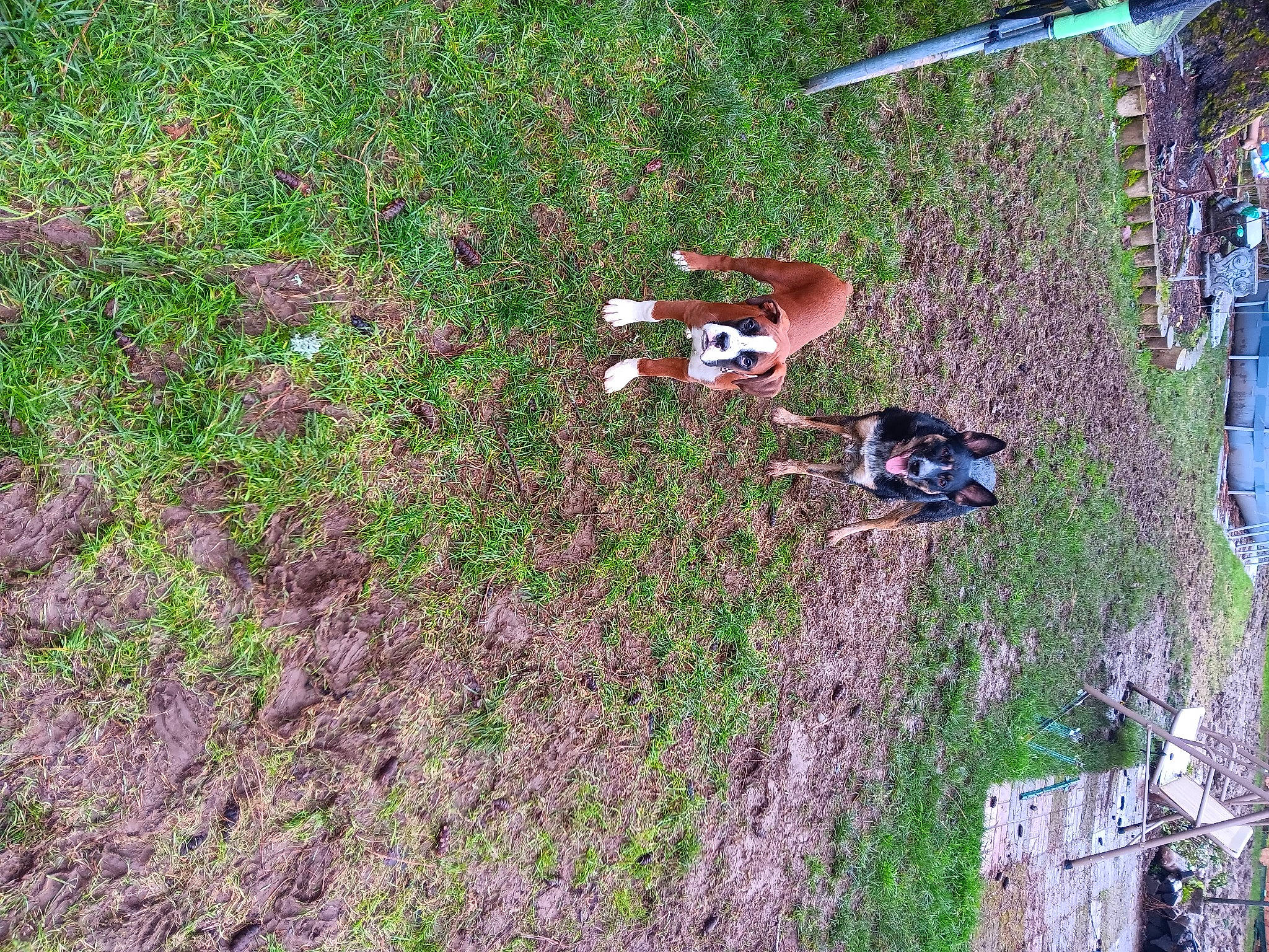 Simba is registered to the contest to win money with this photo: agriculture, field, grass, grassland, groundcover, herbaceous_plant, landscape, people_in_nature, plant, plant_community, recreation, shrub, shrubland, slope, soil, tree, yard