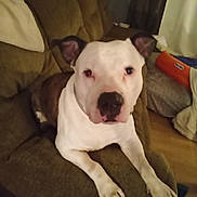 Dodge joined the competition — help win amazing prizes! dog, pitbull, pet, indoor, couch, paws, face, nose, ears, eyes, living_room, blanket, furniture, portrait, sitting, looking_at_camera, domestic_animal, mammal, cozy, canine