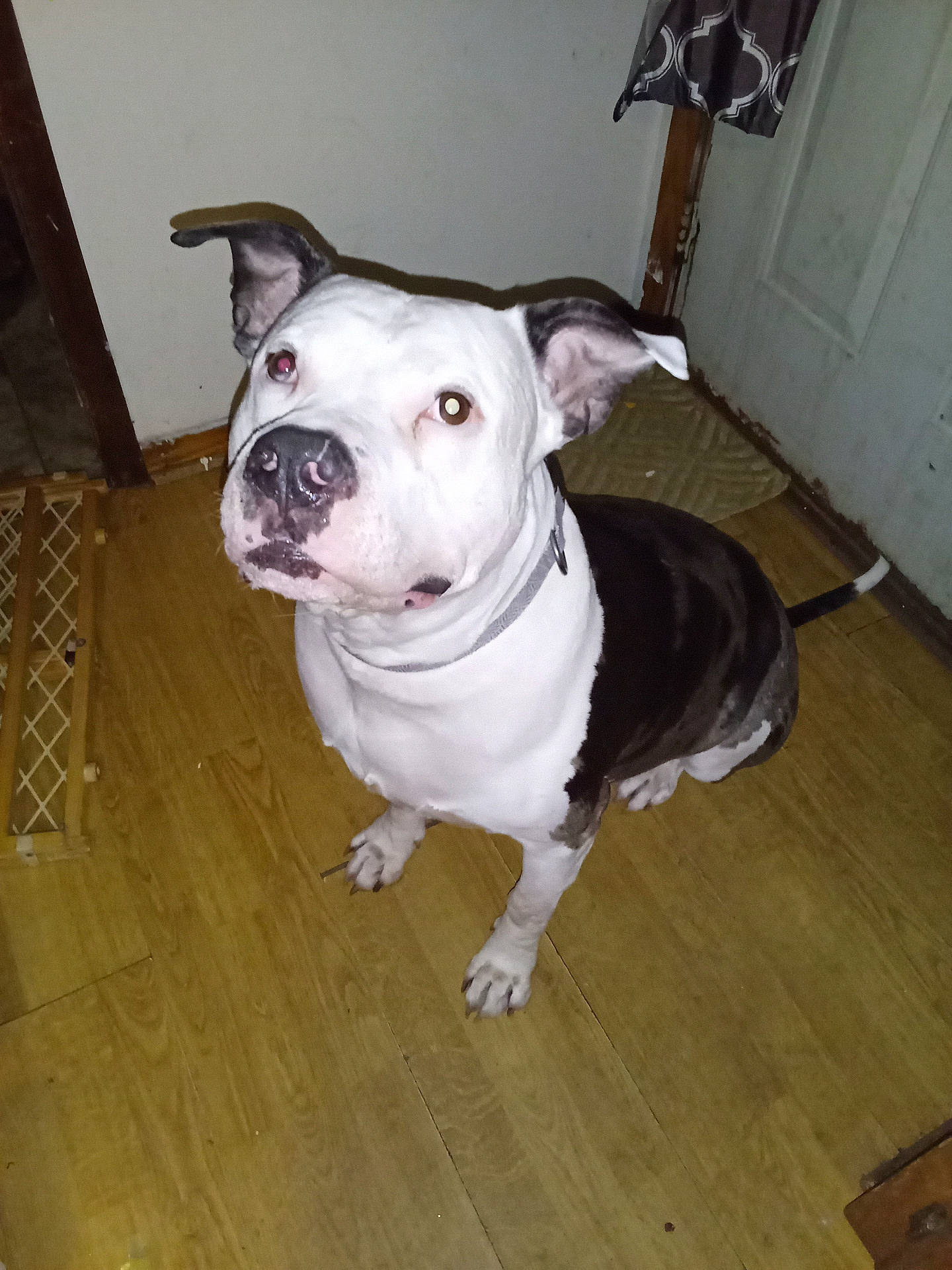 Dodge is registered to the contest to win money with this photo: collar, curious, dog, door, ears, flash, floor_mat, hardwood, indoors, looking_up, nose, paws, pet, pet_gate, portrait, red_eye, sitting, wall, white_and_black, wooden_floor