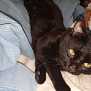 Scat is registered to the contest to win money with this photo: cat, black_cat, pet, feline, yellow_eyes, close_up, paw, whiskers, fur, bed, blanket, bedding, indoor, cozy, resting, portrait, domestic, living_space, sleepy, stretching