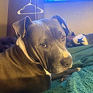 Diesel is registered to the contest to win money with this photo: dog, pet, indoor, blanket, brown, white_patch, fur, animal, bedroom, hanger, television, cozy, resting, looking, closeup, portrait, canine, ears, snout, light