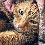 Sweety joined the competition — help win amazing prizes! cat, ginger_cat, close_up, green_eyes, whiskers, fur, blanket, cozy, sleepy, indoor, pet, relaxed, soft_texture, warm_lighting, resting, cute, animal, portrait, snuggled, comfort