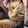 cat, ginger_cat, close_up, green_eyes, whiskers, fur, blanket, cozy, sleepy, indoor, pet, relaxed, soft_texture, warm_lighting, resting, cute, animal, portrait, snuggled, comfort