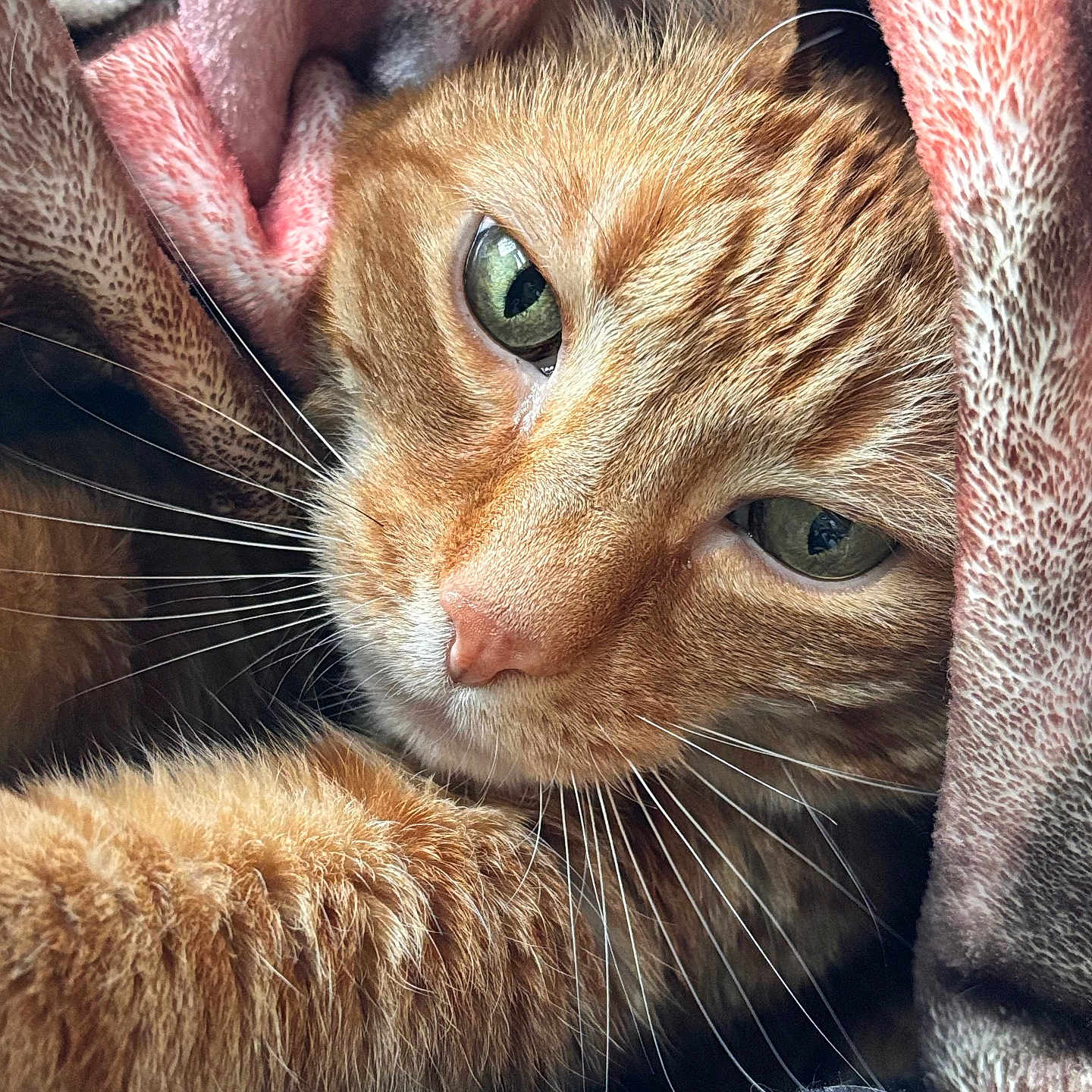 Sweety joined the competition — help win amazing prizes! cat, ginger_cat, close_up, green_eyes, whiskers, fur, blanket, cozy, sleepy, indoor, pet, relaxed, soft_texture, warm_lighting, resting, cute, animal, portrait, snuggled, comfort