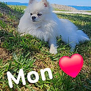 Chanel participe au concours pour gagner de l'argent avec cette photo : dog, small_dog, white_fur, fluffy, pomeranian, pet, animal, lying_down, grass, coast, seaside, ocean, beach, sky, outdoors, portrait, smartphone_photo, social_media, heart, text_overlay