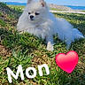 dog, small_dog, white_fur, fluffy, pomeranian, pet, animal, lying_down, grass, coast, seaside, ocean, beach, sky, outdoors, portrait, smartphone_photo, social_media, heart, text_overlay