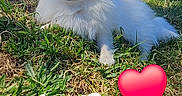 Chanel a rejoint le concours — aidez-le/la à gagner de superbes lots ! dog, pomeranian, fluffy, white_fur, small_dog, lying_down, grass, seaside, ocean, beach, blue_sky, outdoor, sunny, portrait, animal, cute, pink_heart, text_overlay, social_media_story, smartphone_screenshot