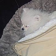 Chanel participe au concours pour gagner de l'argent avec cette photo : animal, bed, blanket, comfort, cozy, cute, dog, face, fur, indoor, nose, pet, plush, puppy, relaxation, resting, sleeping, small, soft, white