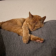 Garfield is registered to the contest to win money with this photo: cat, orange_cat, sleeping, couch, gray_couch, indoor, pet, feline, resting, cozy, fur, whiskers, paw, domestic_animal, relaxation, cute, animal, mammal, peaceful, home
