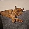 cat, orange_cat, sleeping, couch, gray_couch, indoor, pet, feline, resting, cozy, fur, whiskers, paw, domestic_animal, relaxation, cute, animal, mammal, peaceful, home
