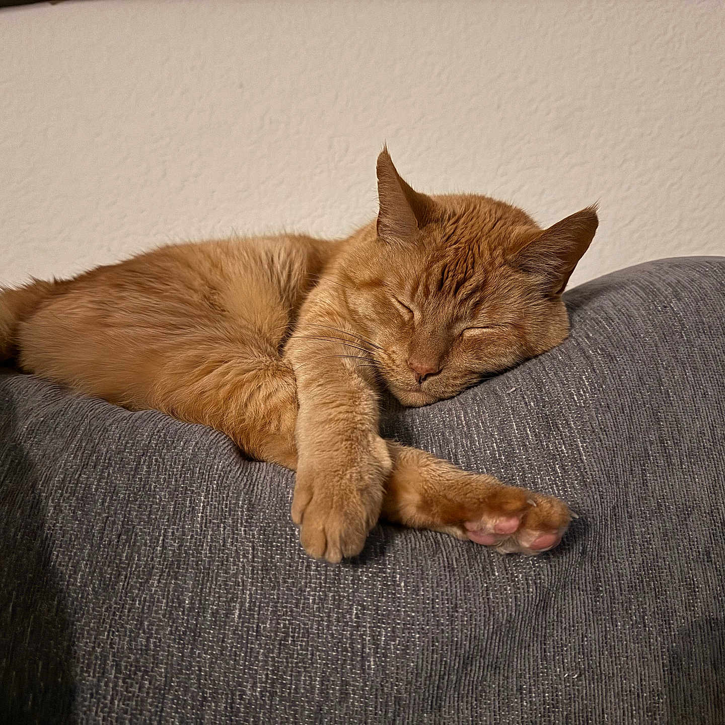 Garfield