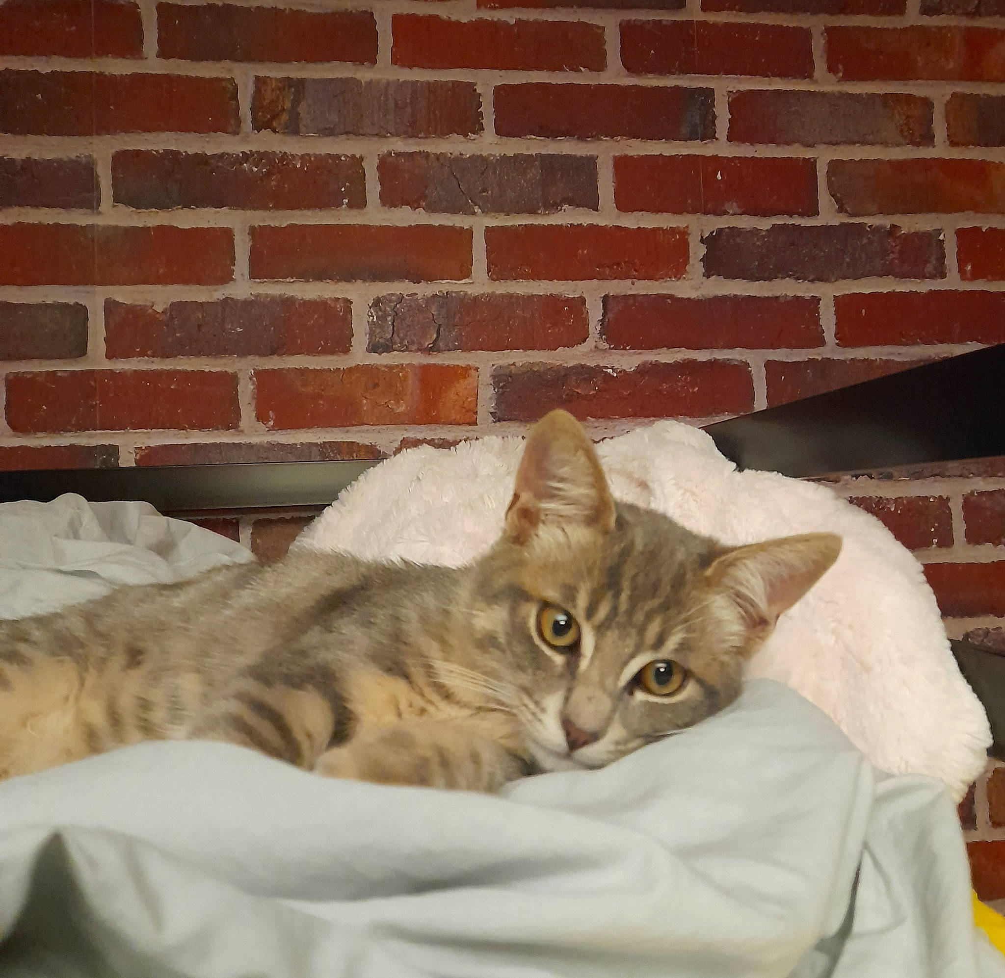 Lucky a rejoint le concours — aidez-le/la à gagner de superbes lots ! brick, brickwork, carnivore, cat, cat_furniture, cat_supply, comfort, domestic_short_haired_cat, door, fawn, felidae, fur, paw, pet_supply, small_to_medium_sized_cats, snout, tail, whiskers, window, wood