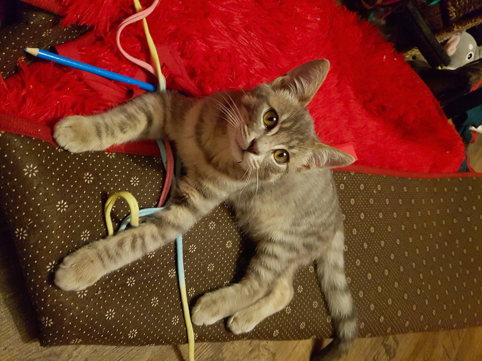 Lucky participe au concours pour gagner de l'argent avec cette photo : carnivore, cat, claw, domestic_short_haired_cat, fawn, felidae, fur, paw, small_to_medium_sized_cats, snout, tail, whiskers