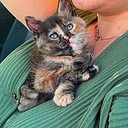 Nala participe au concours pour gagner de l'argent avec cette photo : kitten, cat, tortoiseshell, blue_eyes, pet, animal, fur, cute, cozy, person, green_clothing, close_up, indoor, portrait, resting, young_animal, paw, necklace, soft_light, cuddle