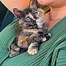 kitten, cat, tortoiseshell, blue_eyes, pet, animal, fur, cute, cozy, person, green_clothing, close_up, indoor, portrait, resting, young_animal, paw, necklace, soft_light, cuddle