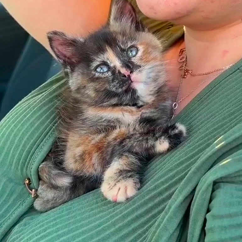 Nala