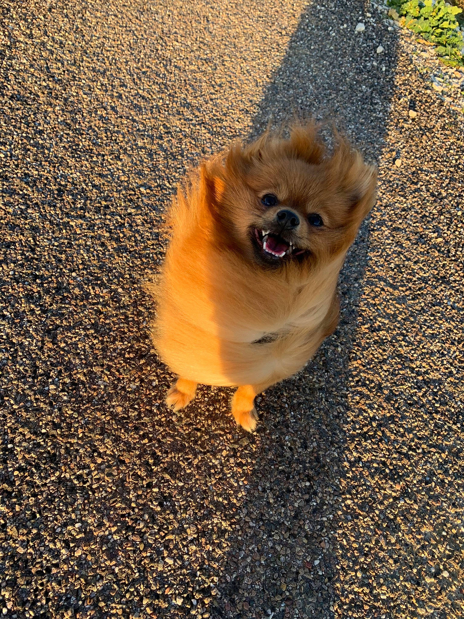 Olya participe au concours pour gagner de l'argent avec cette photo : canidae, carnivore, companion_dog, dog, dog_breed, fawn, german_spitz, german_spitz_klein, german_spitz_mittel, mammal, non_sporting_group, pomeranian, spitz, sporting_group, tibetan_spaniel, toy_dog, vertebrate, volpino_italiano