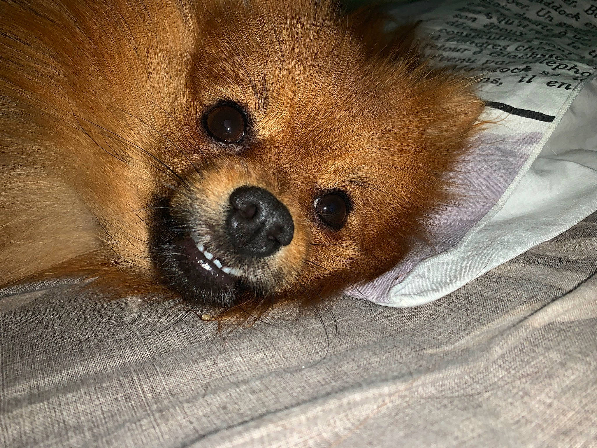 Olya participe au concours pour gagner de l'argent avec cette photo : canidae, carnivore, companion_dog, dog, dog_breed, fawn, fur, german_spitz, german_spitz_klein, german_spitz_mittel, mammal, non_sporting_group, pomeranian, puppy, snout, spitz, toy_dog, vertebrate, volpino_italiano, whiskers