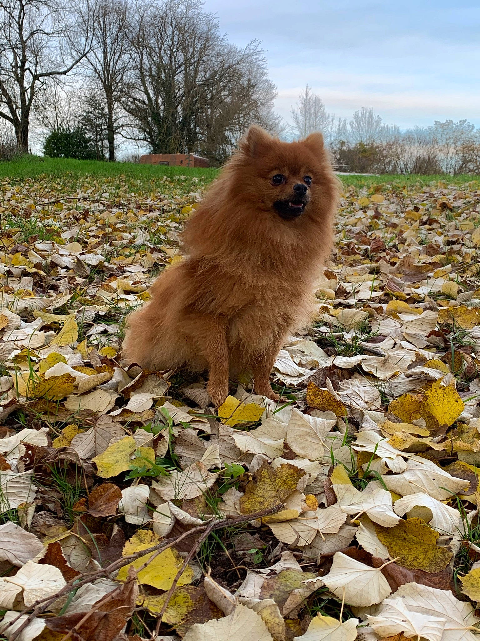 Olya participe au concours pour gagner de l'argent avec cette photo : canidae, carnivore, dog, dog_breed, fawn, finnish_spitz, german_spitz, german_spitz_klein, german_spitz_mittel, mammal, non_sporting_group, pomeranian, spitz, toy_dog, vertebrate, volpino_italiano