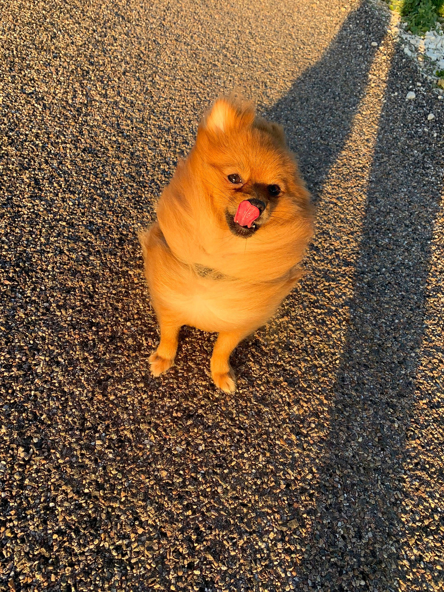 Olya a rejoint le concours — aidez-le/la à gagner de superbes lots ! canidae, carnivore, companion_dog, dog, dog_breed, fawn, finnish_spitz, german_spitz, german_spitz_klein, german_spitz_mittel, mammal, non_sporting_group, pomeranian, road_surface, spitz, toy_dog, volpino_italiano