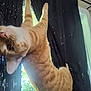 animal, background, cat, climbing, curtain, domestic, eye, feline, fur, indoor, light, orange_tabby, paw, pet, playful, shadow, stretching, vertical, whiskers, window