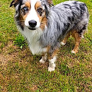 Vaïa a rejoint le concours — aidez-le/la à gagner de superbes lots ! animal, attention, australian_shepherd, blue_chairs, canine, cute, daylight, dog, ears, fur, garden, grass, heterochromia, lawn, merle_coat, nature, outdoor, pet, portrait, standing