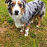 animal, attention, australian_shepherd, blue_chairs, canine, cute, daylight, dog, ears, fur, garden, grass, heterochromia, lawn, merle_coat, nature, outdoor, pet, portrait, standing