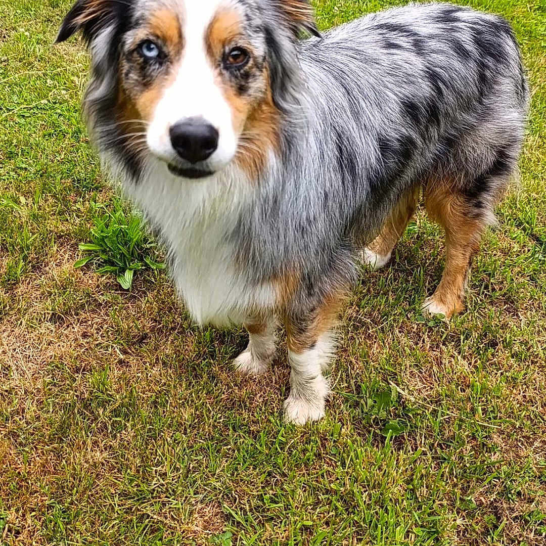 Vaïa