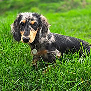 Alfred participe au concours pour gagner de l'argent avec cette photo : animal, blurry_background, close_up, collar, cute, dachshund, dapple_coat, dog, ears, field, fur, grass, greenery, long_hair_dog, looking_at_camera, outdoor, pet, portrait, sitting, tag