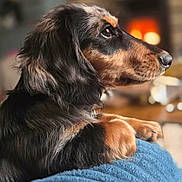 Alfred participe au concours pour gagner de l'argent avec cette photo : dog, dachshund, pet, side_profile, snout, fur, long_hair, brown_black, cozy, blanket, indoors, fireplace, bokeh, portrait, paws, resting, collar, couch, close_up, animal