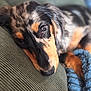 dog, dachshund, merle, tricolor, close_up, portrait, resting, sleepy, couch, corduroy, blanket, blue_blanket, fur, eye, nose, whiskers, pet, indoor, relaxing, companion