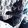 Booby-Trap is registered to the contest to win money with this photo: animal, black_cat, blanket, cat, comfort, cozy, cute, feline, fur, home, indoor, mouth_open, paw, pet, relaxed, resting, sleepy, soft_texture, tongue, yawning