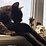 Booby-Trap is registered to the contest to win money with this photo: animal, black_cat, cat, decor, feline, grooming, hand_decor, indoor, mesh_screen, pet, relaxing, shadow, silhouette, skull, sunlight, tail, tongue, whiskers, window, windowsill