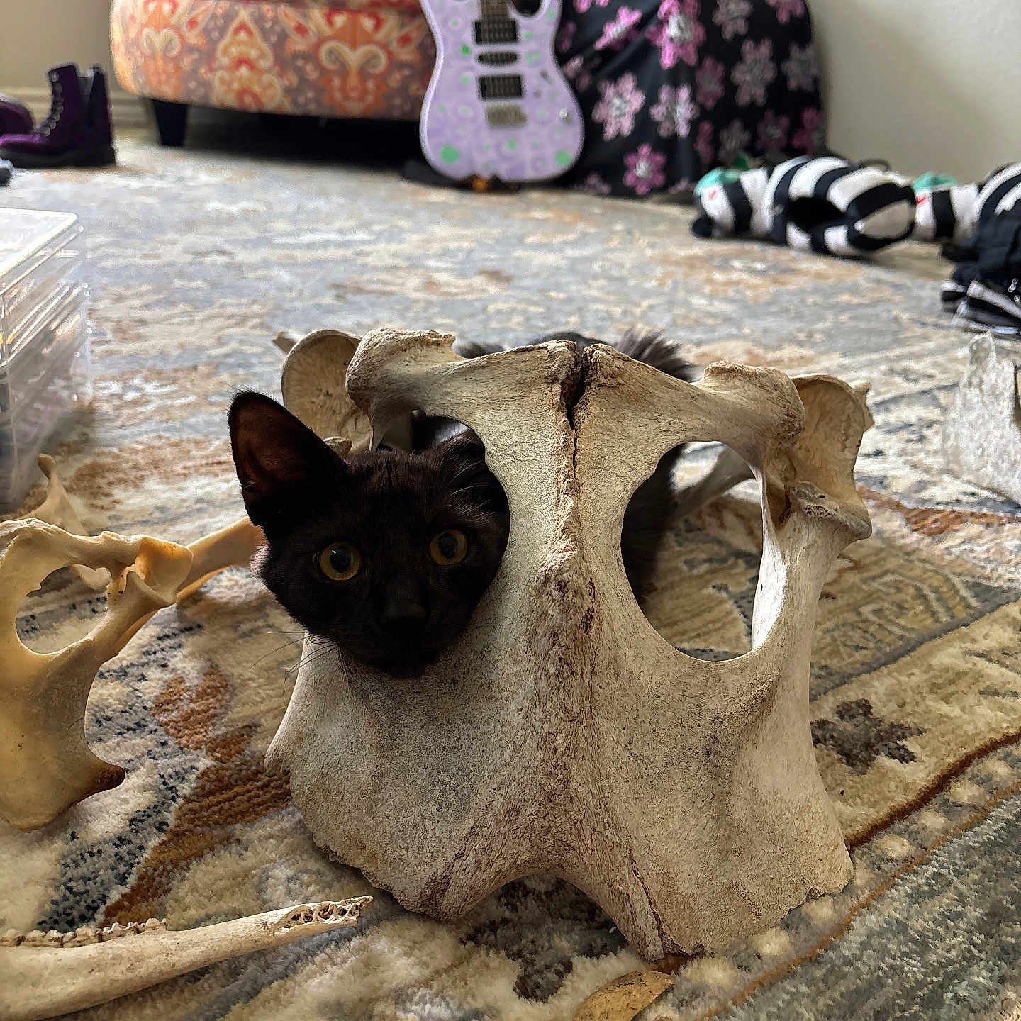 Booby-Trap is registered to the contest to win money with this photo: animal_bone, black_cat, carpet, curious_cat, domestic_cat, floor, furniture, guitar, indoor, large_bone, living_room, patterned_rug, pet, playful_cat, room, scattered_objects, sitting_cat, toy, wooden_floor, yellow_eyes