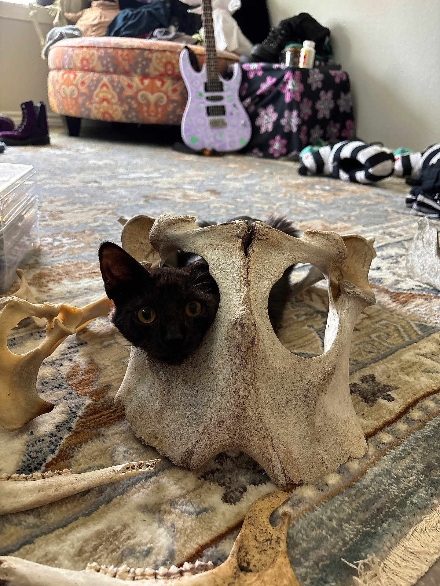 Booby-Trap is registered to the contest to win money with this photo: animal_bone, black_cat, carpet, curious_cat, domestic_cat, floor, furniture, guitar, indoor, large_bone, living_room, patterned_rug, pet, playful_cat, room, scattered_objects, sitting_cat, toy, wooden_floor, yellow_eyes