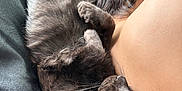 Booby-Trap is registered to the contest to win money with this photo: animal, bare_skin, black_cat, cat, close_up, comfort, cozy, fur, human, indoor, intimate, nap, person, pet, relaxation, resting, shoulder, sleeping, soft_light, whiskers